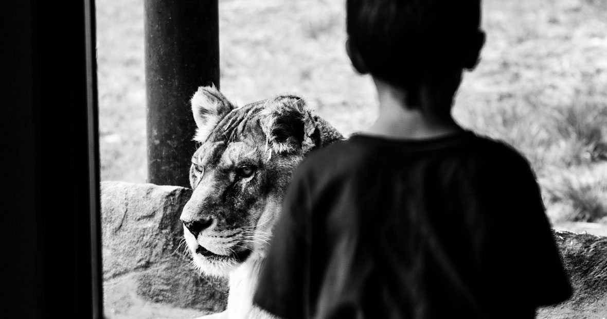animaux de zoo